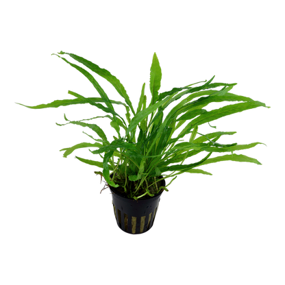 Microsorum Pteropus ‘Narrow’ - Java Fern 'Narrow' - Tropica