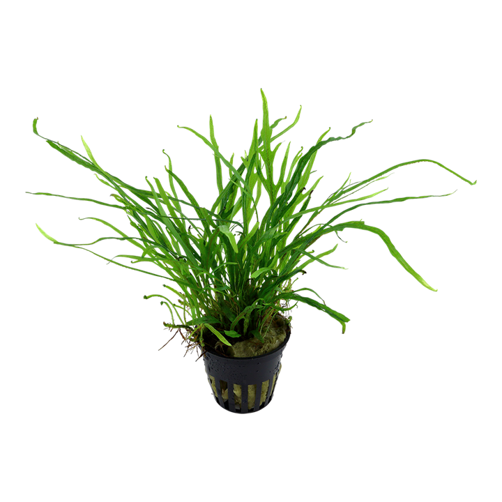Microsorum pteropus ‘Trident’ - Jave Fern 'Trident' - Tropica