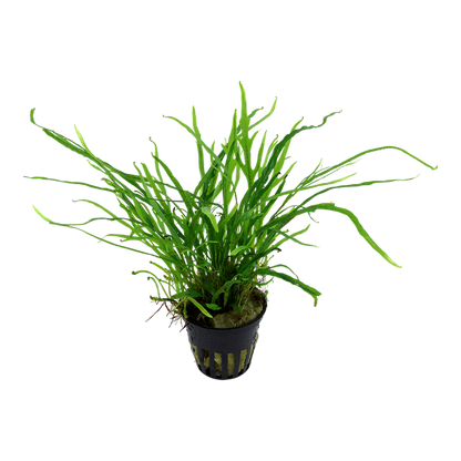 Microsorum pteropus ‘Trident’ - Jave Fern 'Trident' - Tropica
