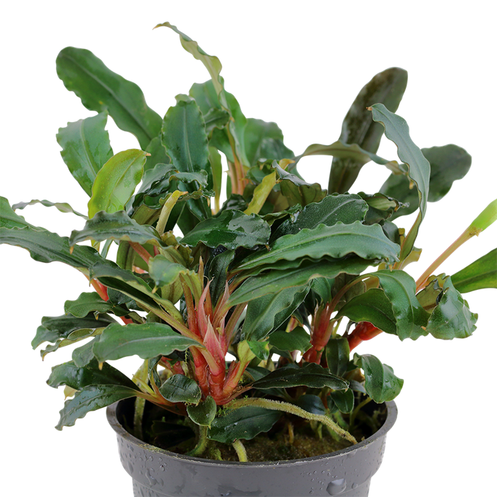 Bucephalandra sp. 'Red' - Tropica
