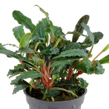 Bucephalandra sp. 'Red' - Tropica