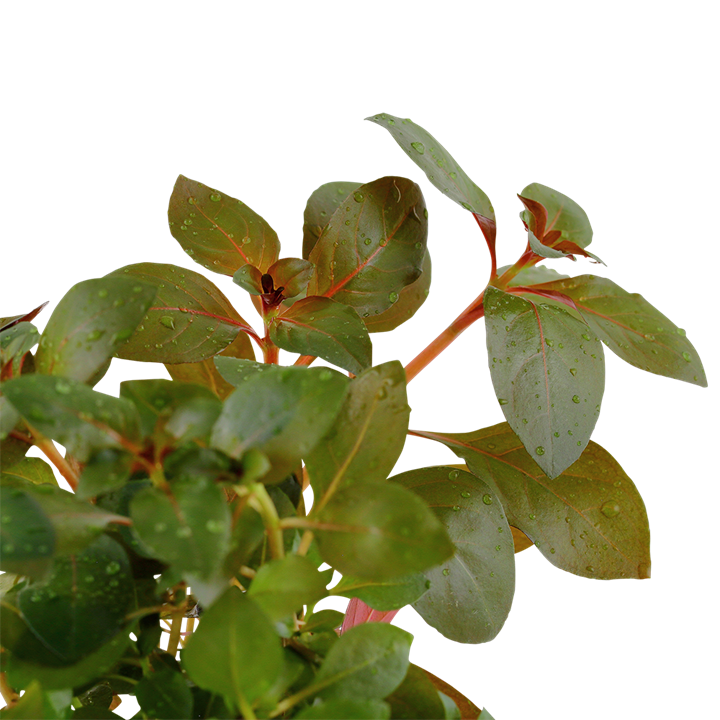 Ludwigia Repens 'Rubin' - Tropica