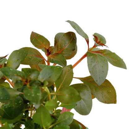 Ludwigia Repens 'Rubin' - Tropica