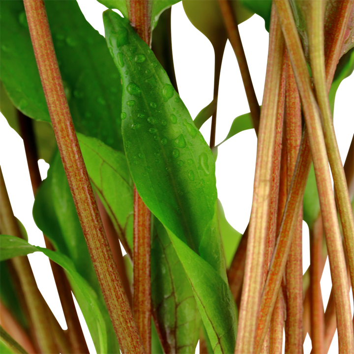 Cryptocoryne Undulata 'Broad Leaves' - Tropica