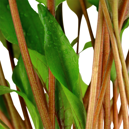 Cryptocoryne Undulata 'Broad Leaves' - Tropica