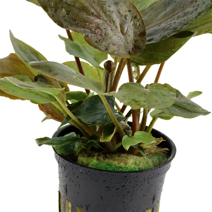 Lagenandra Meeboldii 'Red' - Tropica