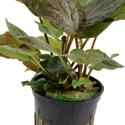 Lagenandra Meeboldii 'Red' - Tropica