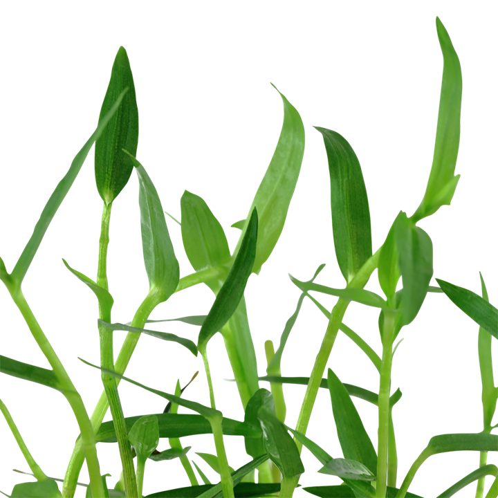 Murdannia Keisak - Tropica