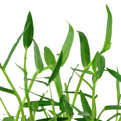 Murdannia Keisak - Tropica