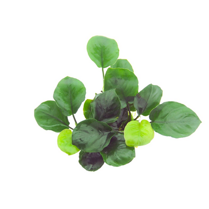 Anubias Barteri 'Coin Leaf' - Tropica