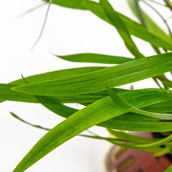 Cryptocoryne Spiralis 'Red' - Tropica