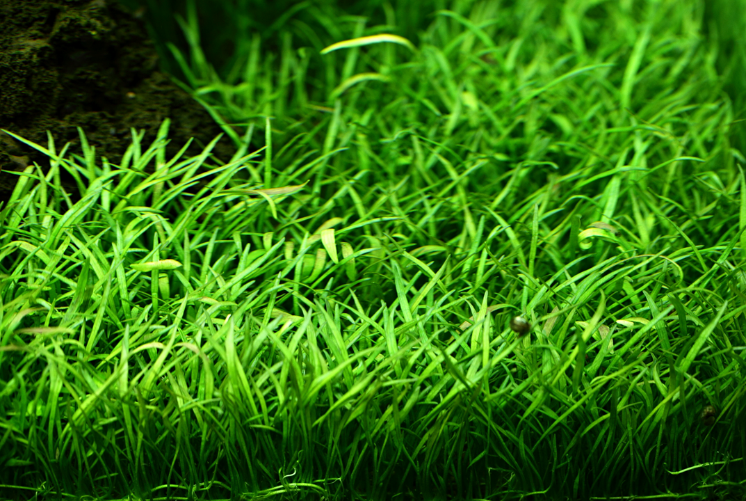 Lilaeopsis Brasiliensis - Tropica