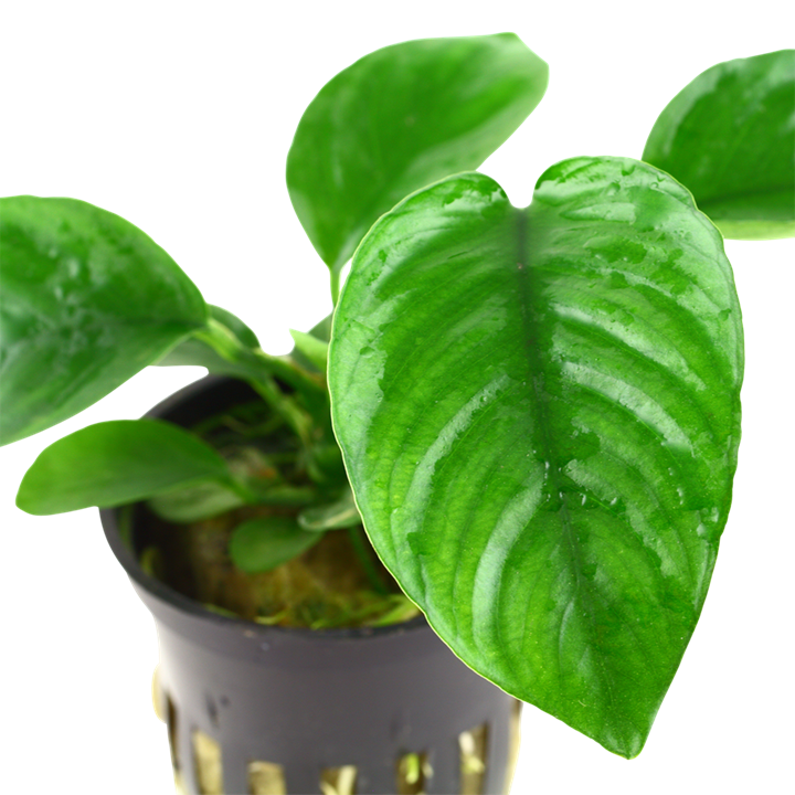 Anubias Barteri Caladiifolia - Tropica