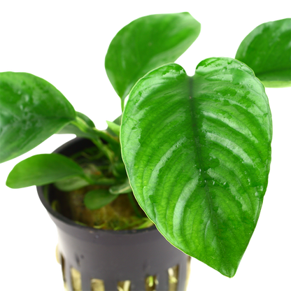 Anubias Barteri Caladiifolia - Tropica