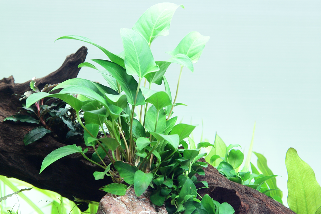 Anubias Gracilis - Tropica
