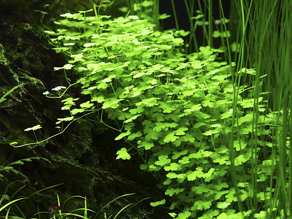 Hydrocotyle Tripartita - Tropica