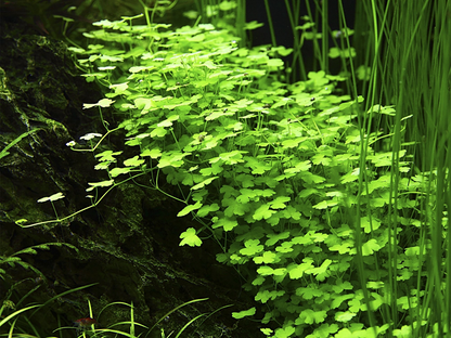 Hydrocotyle Tripartita - Tropica