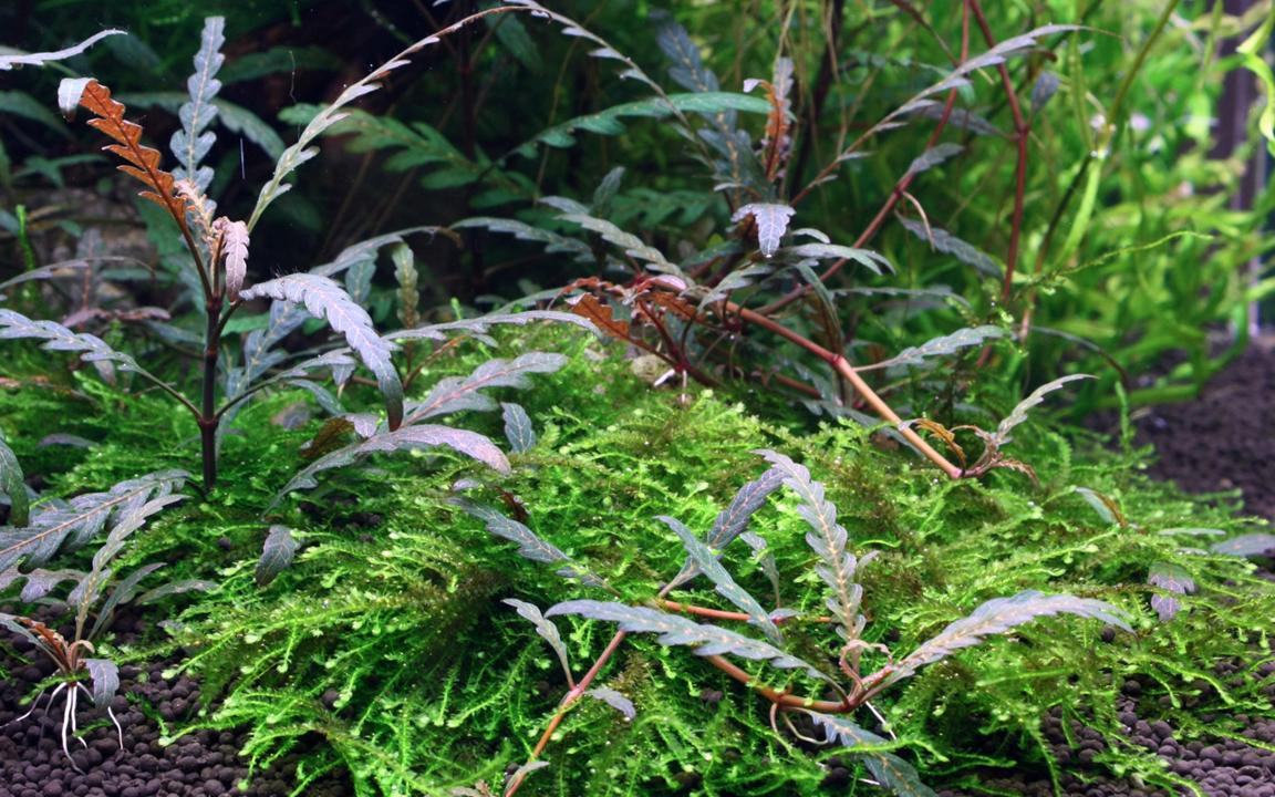 Hygrophila Pinnatifida - Tropica