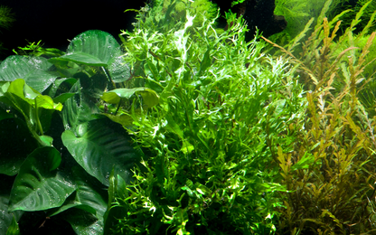 Microsorum Pteropus - Java Fern 'Windelov' - Tropica