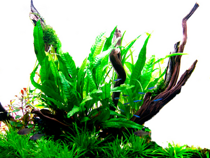 Microsorum Pteropus - Classic Java Fern - Tropica