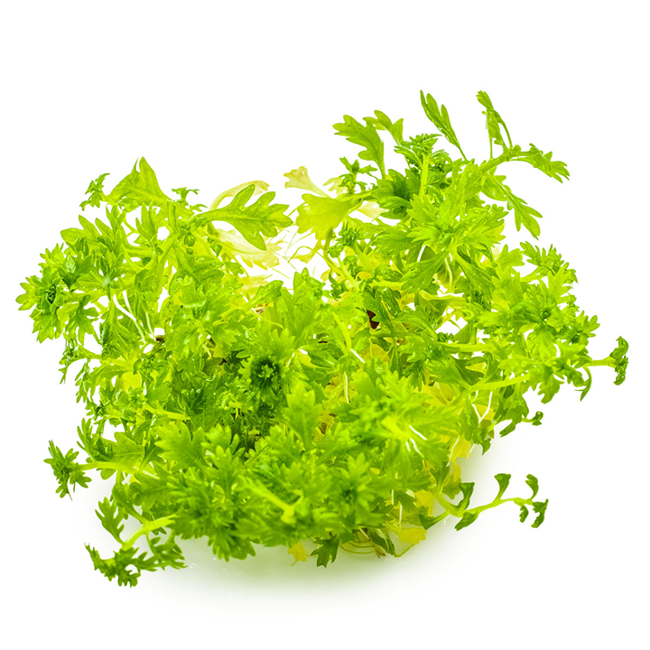 Hottonia Palustris - Tissue Culture - Tropica