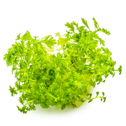 Hottonia Palustris - Tissue Culture - Tropica