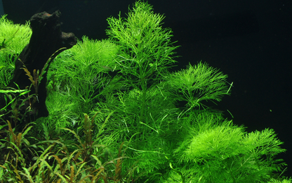 Limnophila Aquatica - Tropica