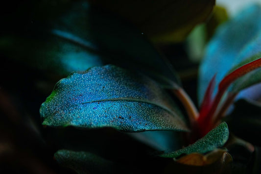 Bucephalandra Sordidula 'Blue' - Tropica