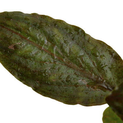 Lagenandra Meeboldii 'Red' - Tropica