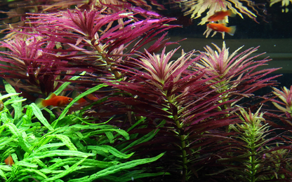Limnophila Hippuridoides - Tropica