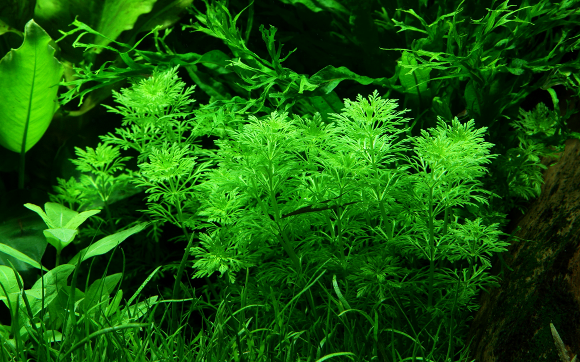 Limnophila Sessiliflora - Tropica