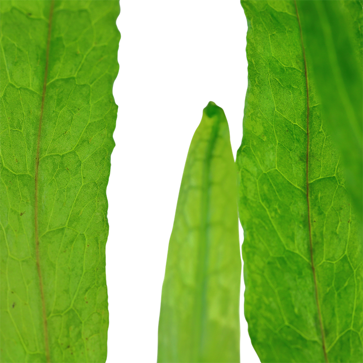 Microsorum Pteropus ‘Narrow’ - Java Fern 'Narrow' - Tropica