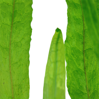 Microsorum Pteropus ‘Narrow’ - Java Fern 'Narrow' - Tropica
