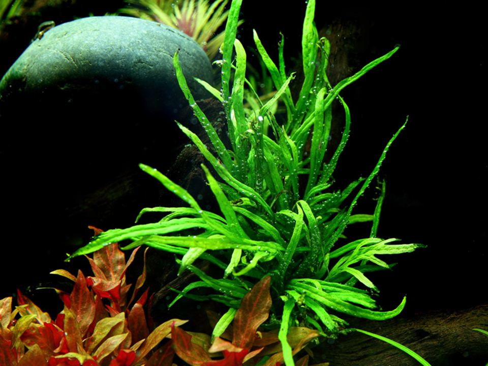 Microsorum pteropus ‘Trident’ - Jave Fern 'Trident' - Tropica