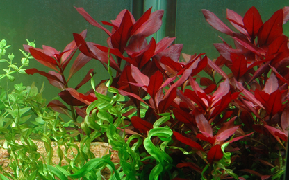 Ludwigia Repens 'Rubin' - Tropica