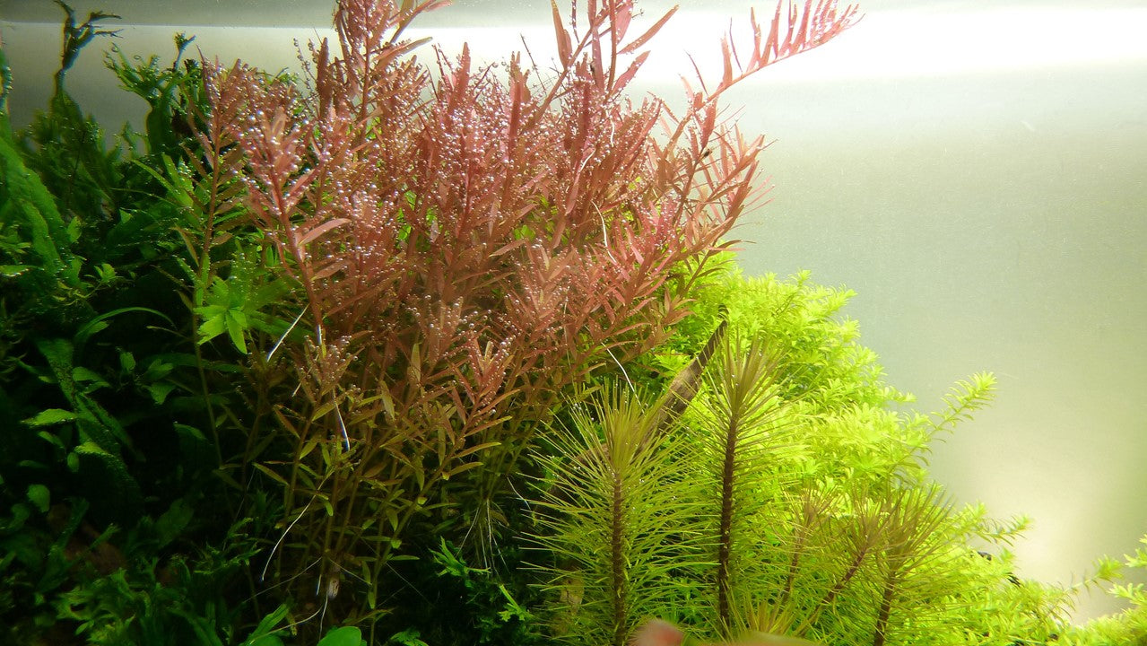 Rotala Rotundifolia - Tropica