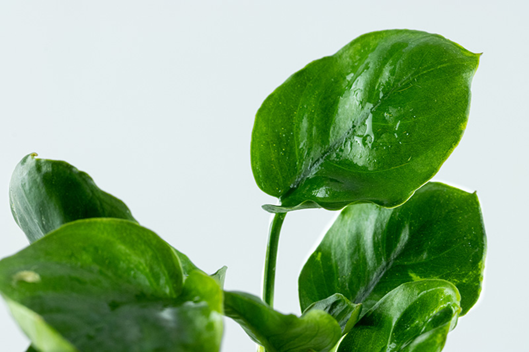 Anubias Barteri 'Coin Leaf' - Tropica