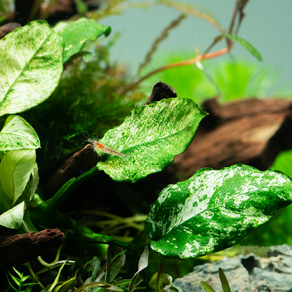 Anubias barteri var. nana ’Pinto’ - Tropica