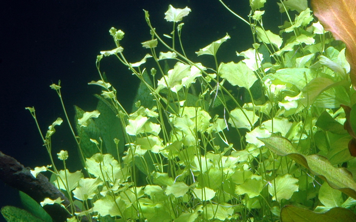 Cardamine Lyrata - Tropica