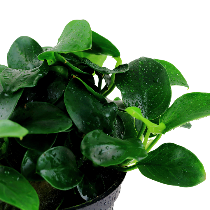 Anubias Barteri 'Petite' - Tropica