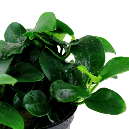 Anubias Barteri 'Petite' - Tropica