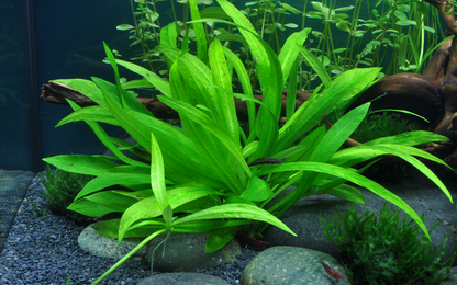 Helanthium Bolivianum 'Quadricostatus' - Tropica