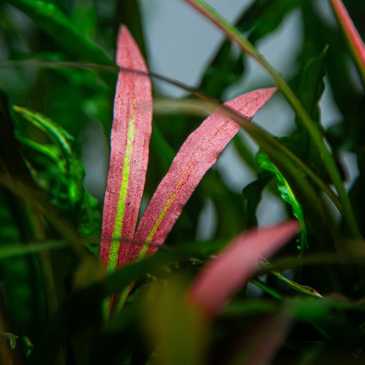 Cryptocoryne Spiralis 'Red' - Tropica