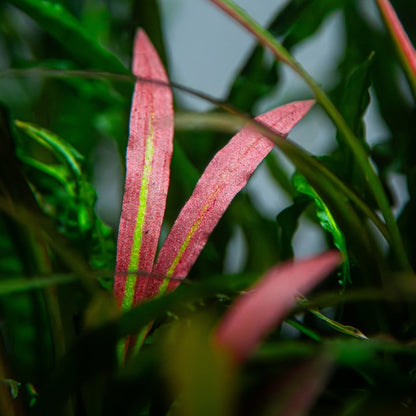Cryptocoryne Spiralis 'Red' - Tropica