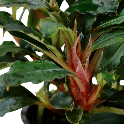 Bucephalandra sp. 'Red' - Tropica