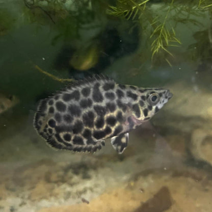 Leopeard Ctenopoma
