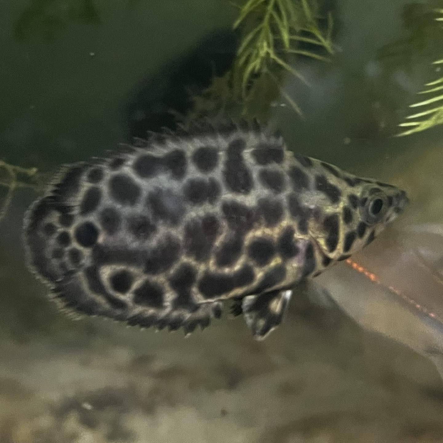 Leopeard Ctenopoma