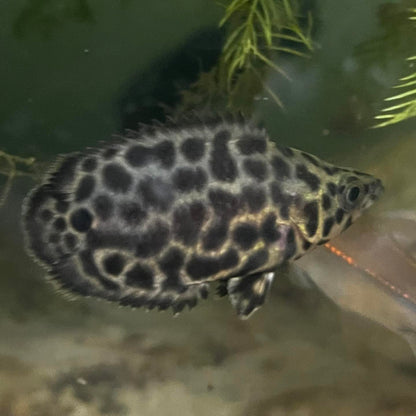 Leopeard Ctenopoma