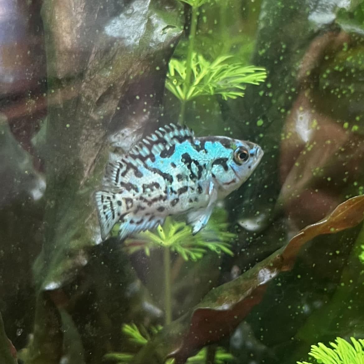 Electric Blue Jack Dempsey
