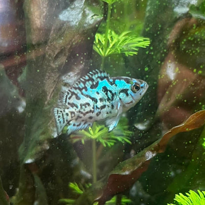 Electric Blue Jack Dempsey